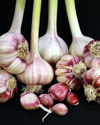 Ail Garlic - Creole Red - Bulbes et Caïeux - natureail.ca