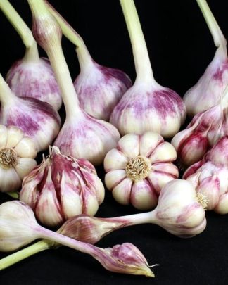 Ail Garlic - Sicilian Gold - Bulbes