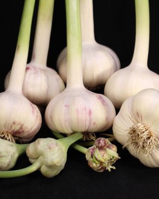 Ail Garlic - German Red - Bulbes Bulbilles - natureail.ca