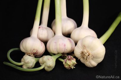 Ail Garlic - German Red - Bulbes Bulbilles - natureail.ca