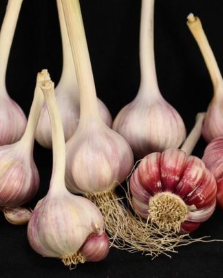 Ail Garlic - Aglio Rosso - Bulbes et Cormes