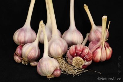 Ail Garlic - Aglio Rosso - Bulbes et Cormes