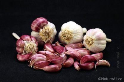 Ail du Québec Garlic - Aglio Rosso (Groupe Créole)