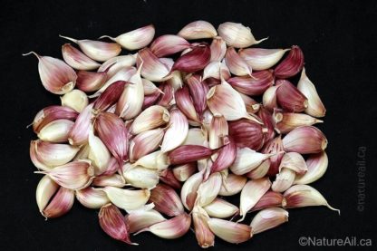 Ail du Québec Garlic - Caïeux d'Aglio Rosso (Groupe Créole)