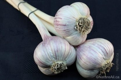 Ail Garlic - Music - Bouquet trio