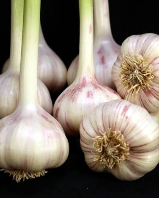 Ail Garlic - Persian Star - Bulbes - natureail.ca