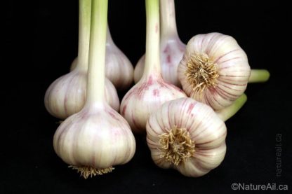 Ail Garlic - Persian Star - Bulbes - natureail.ca