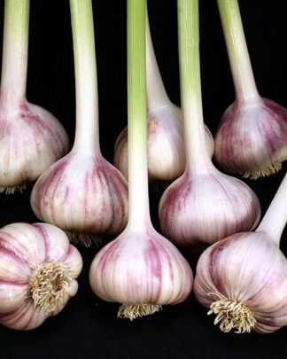 Ail Garlic - Red Rezan - Bulbes - natureail.ca