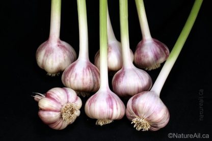 Ail Garlic - Red Rezan - Bulbes - natureail.ca