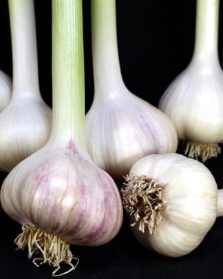 Ail Garlic - Siberian - Bulbes