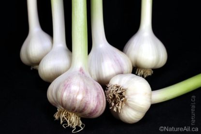 Ail Garlic - Siberian - Bulbes