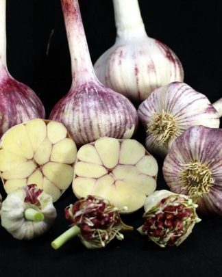 Ail Garlic - Plum Crazy - Bulbes Bulbilles Coupe - natureail.ca