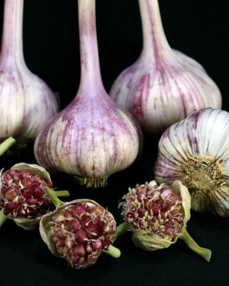 Ail Garlic - Deep Purple - Bulbes Bulbilles - natureail.ca