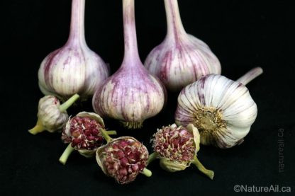 Ail Garlic - Deep Purple - Bulbes Bulbilles - natureail.ca