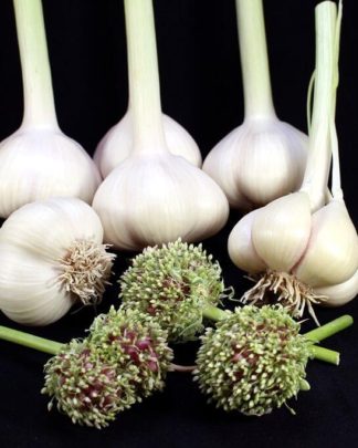 Ail Garlic - Romanian Red - Bulbes Bulbilles - natureail.ca