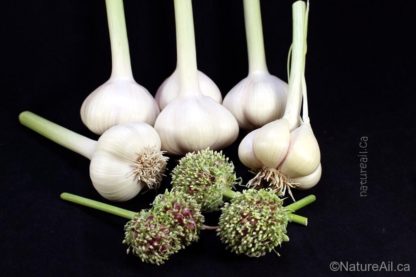 Ail Garlic - Romanian Red - Bulbes Bulbilles - natureail.ca