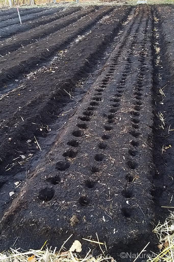 Butte Prête pour la Plantation