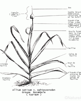 Anatomie d'un Plant d'Ail©