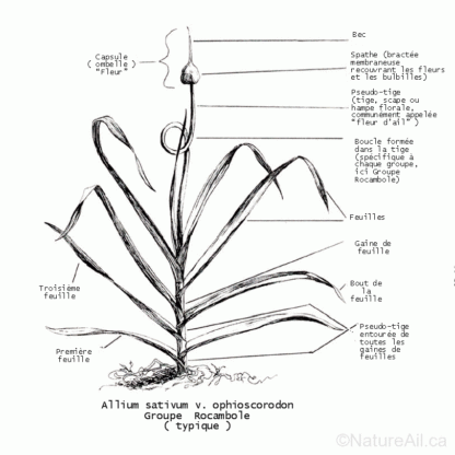 Anatomie d'un Plant d'Ail©