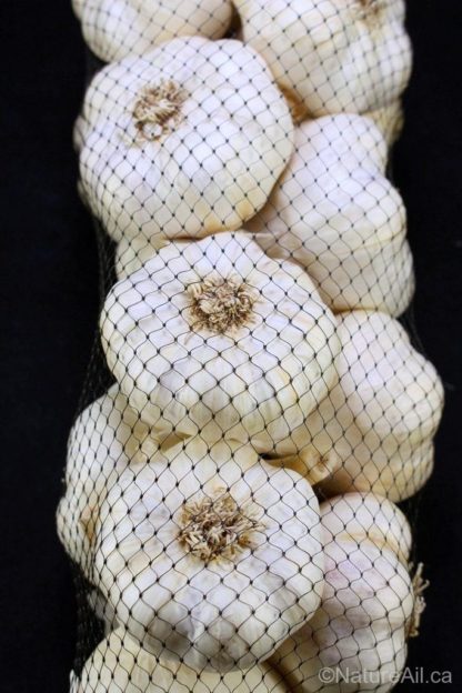 Ail du Québec Garlic - Bulbes d'Ail Italian en Sac Filet