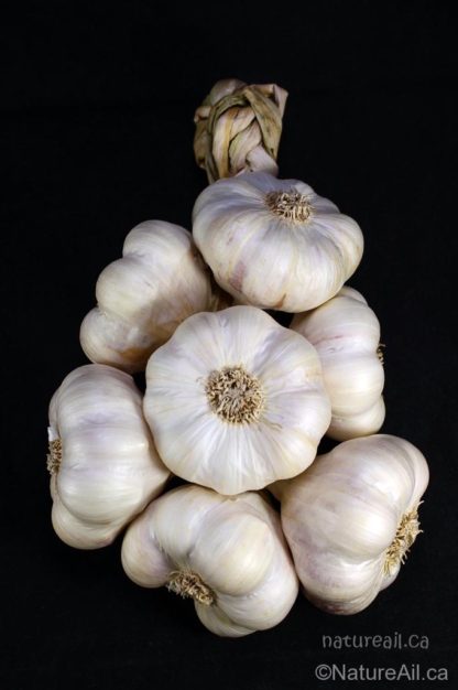 Ail du Québec Garlic - Tresse d'Ail Italian Garlic Braid 7 bulbes