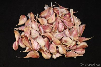 Ail du Québec Garlic - Caïeux du Cultivar Tibetan