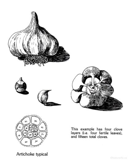 Illustration d'un Bulbe d'Ail du Groupe Artichoke (par Jim Anderson)