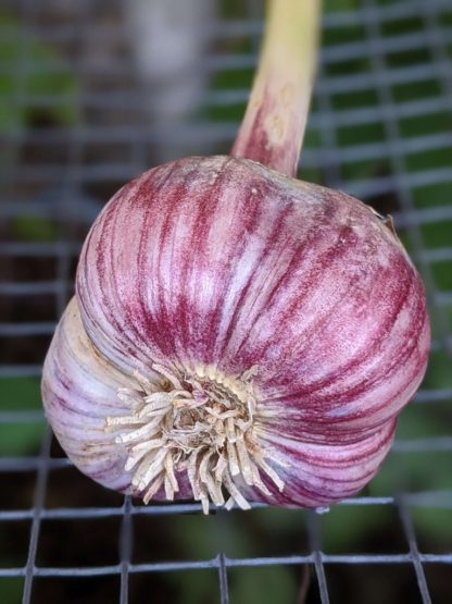 Ail du Québec - PURPLE RUSSIAN - NatureAil_ca