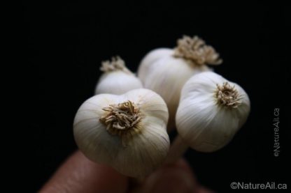 Ail du Québec - Ail du jardin des Jésuites - NatureAil_ca