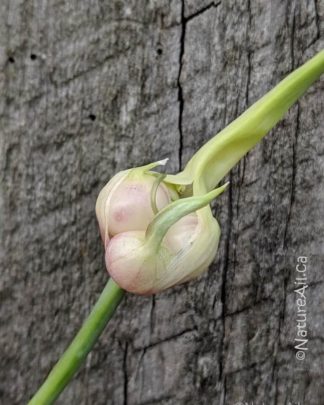 Ail du Québec - Sakura - Bulbilles - Natureail_ca