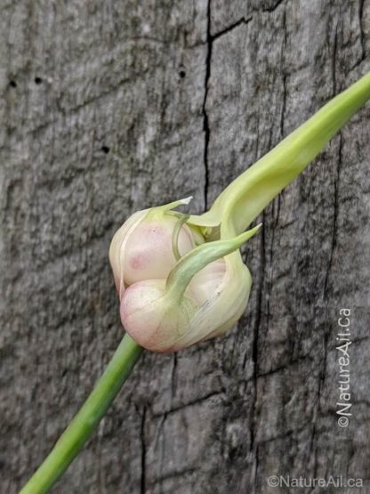 Ail du Québec - Sakura - Bulbilles - Natureail_ca